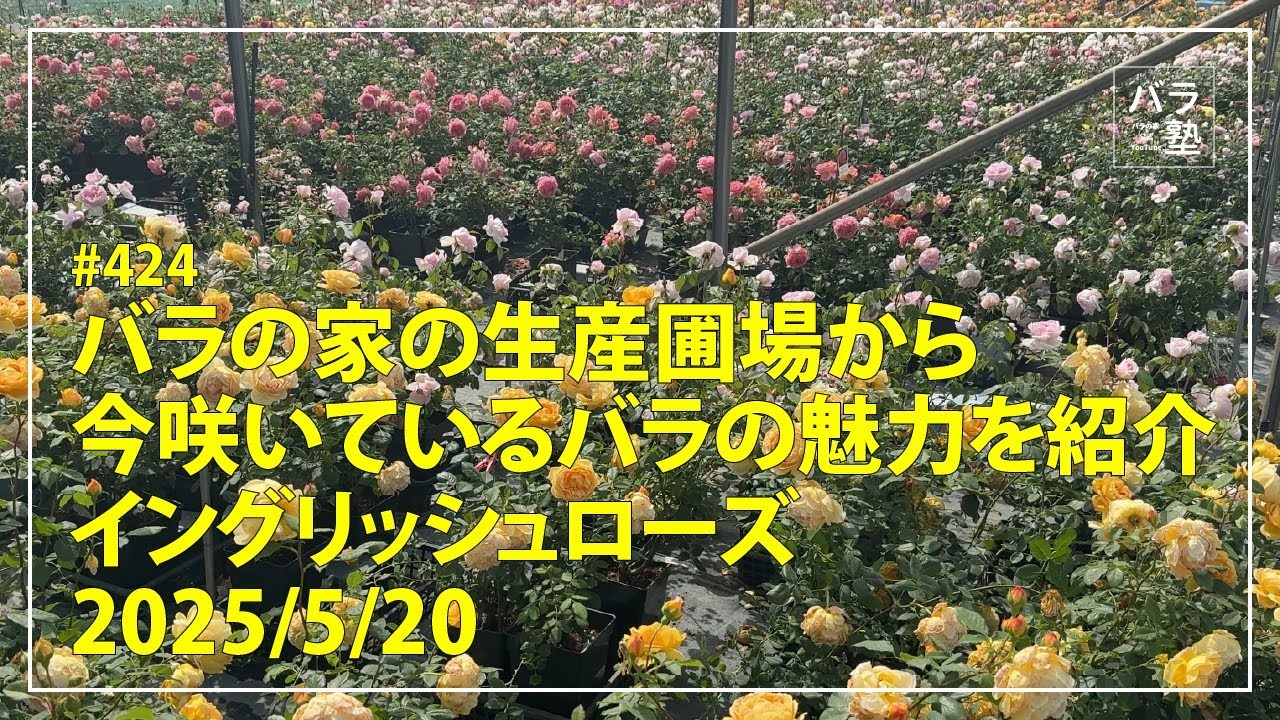 #424 バラの家の生産圃場から今咲いているバラの魅力を紹介 2025 05 20 イングリッシュローズ