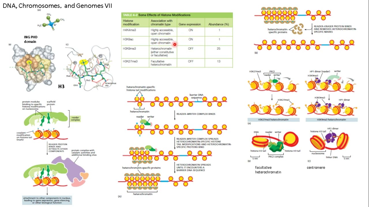 DNA cromosomas genomas Alberts 7
