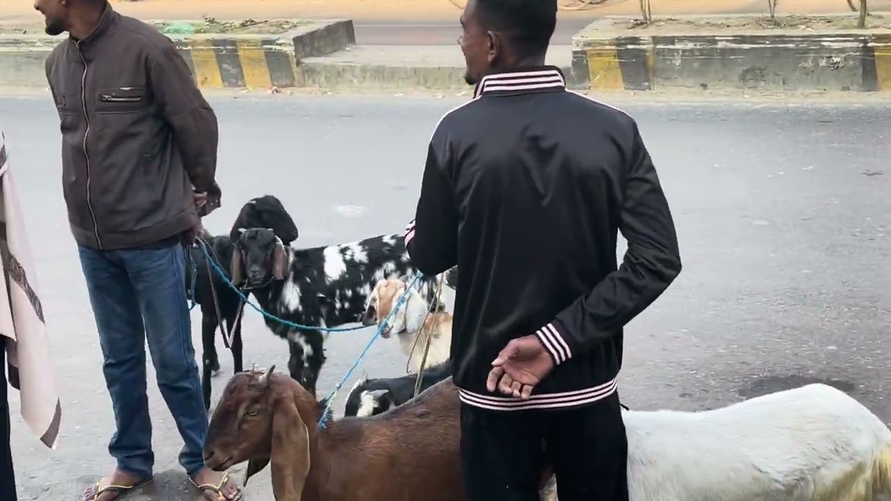 খুলনা ময়লাপোতা মোড় মিনি ছাগলের হাট। 