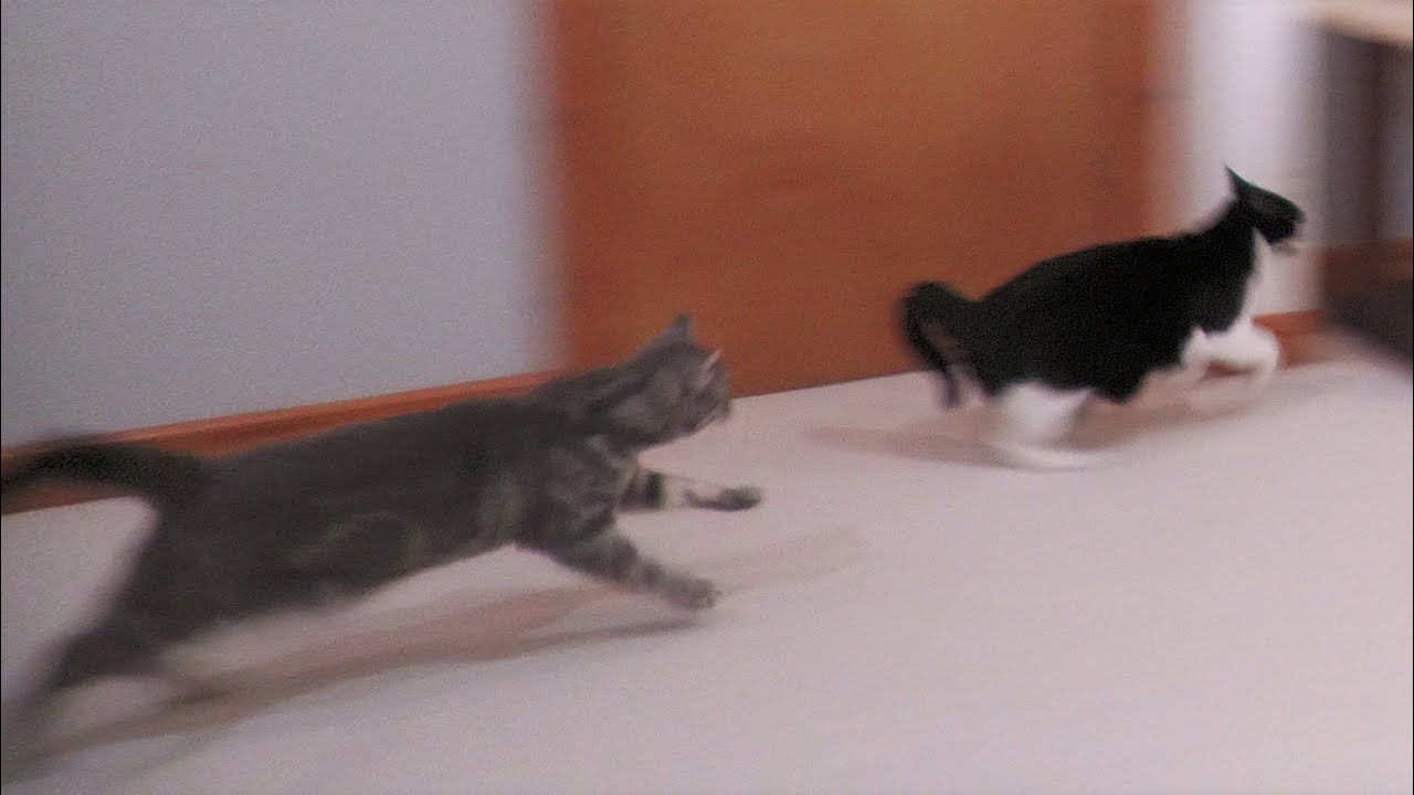 Cat Zoomies