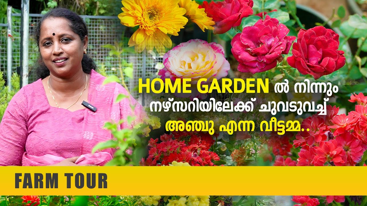 Home Garden ൽ നിന്നും നഴ്‌സറിയിലേക്ക് ചുവടുവച്ച് അഞ്ചു എന്ന വീട്ടമ്മ.. Anju‘s Garden | Perunadu