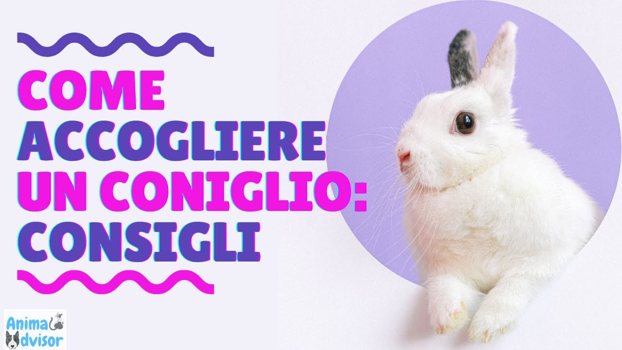 Come Accogliere Un Coniglio Nano in Casa: Consigli Utili