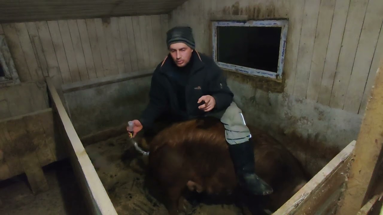 хряк велика біла//чому забираю поросят так рано
