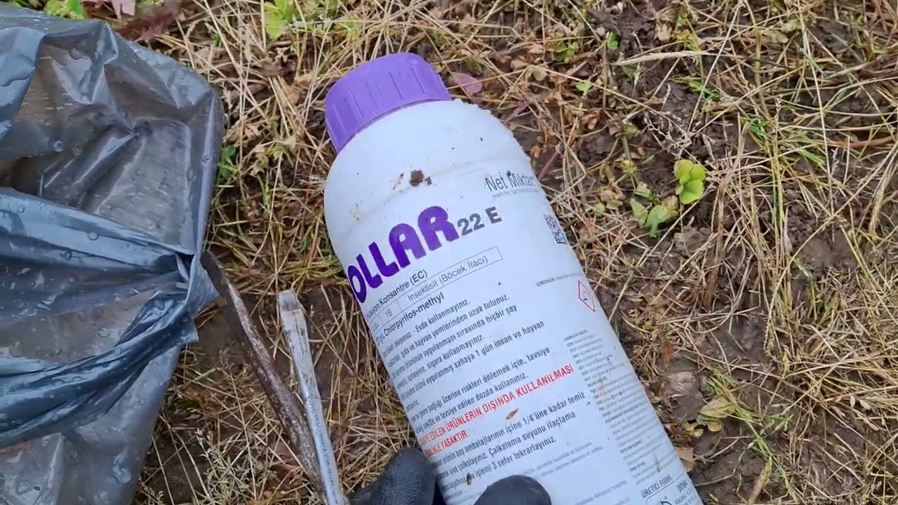 Fındıkta mayıs böceği mücadelesi #fındık #tarım #garden #farming #keşfet