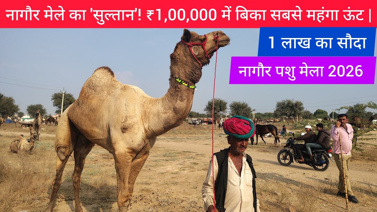 नागौर मेले का 'सुल्तान'! ₹1,00,000 में बिका सबसे महंगा ऊंट | Nagaur Pashu Mela 2026