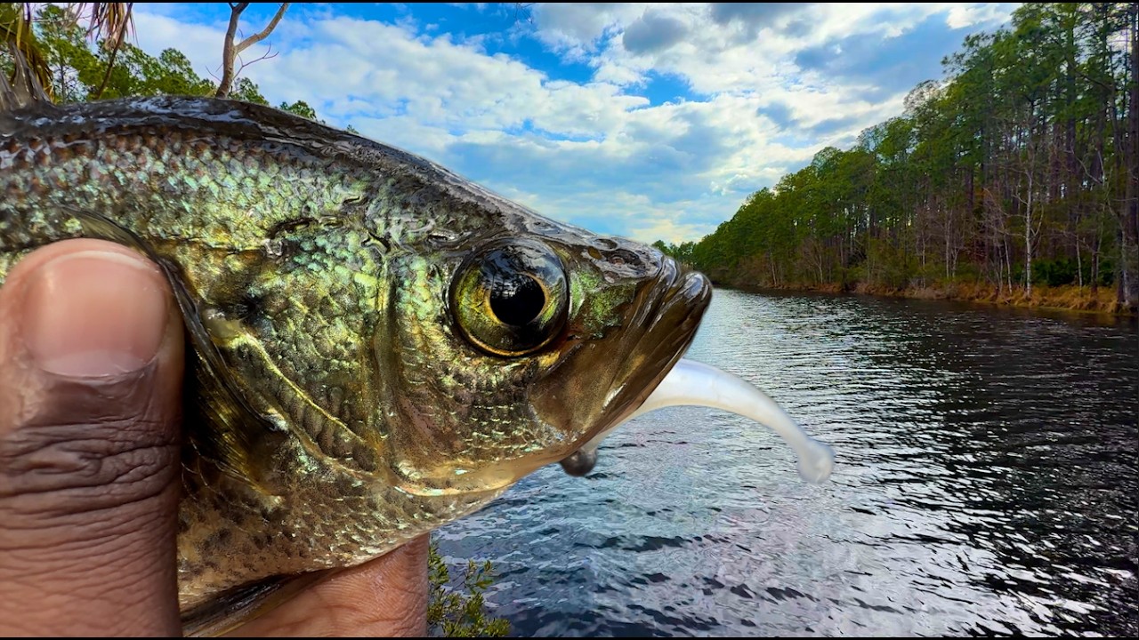 Моя кладовая для ловли окуня