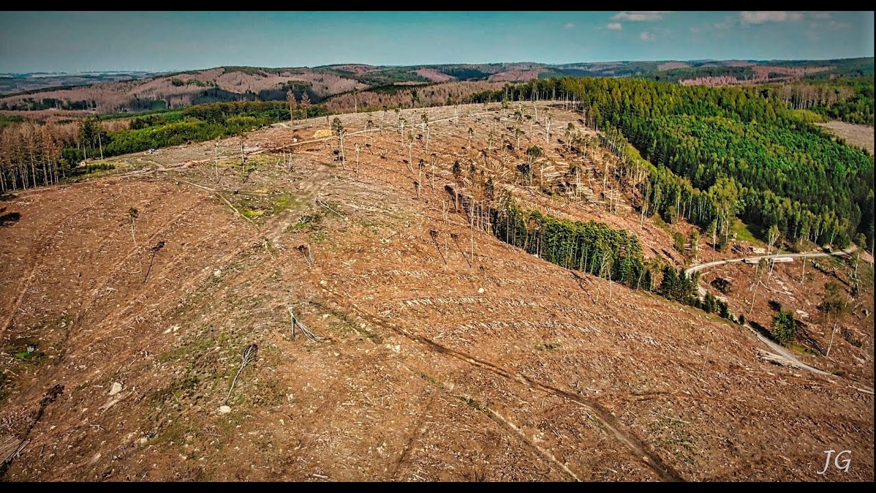 Borkenkäfer Schäden/ Fichtensterben im SAUERLAND 2020  Teil 2 mit Drohne Mavic 2