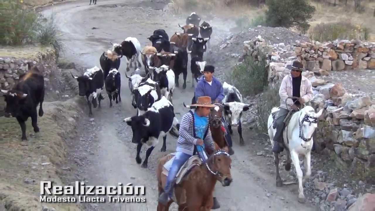 MOLLEBAMBA APURIMAC 2013 - TORO CHAYAMUY
