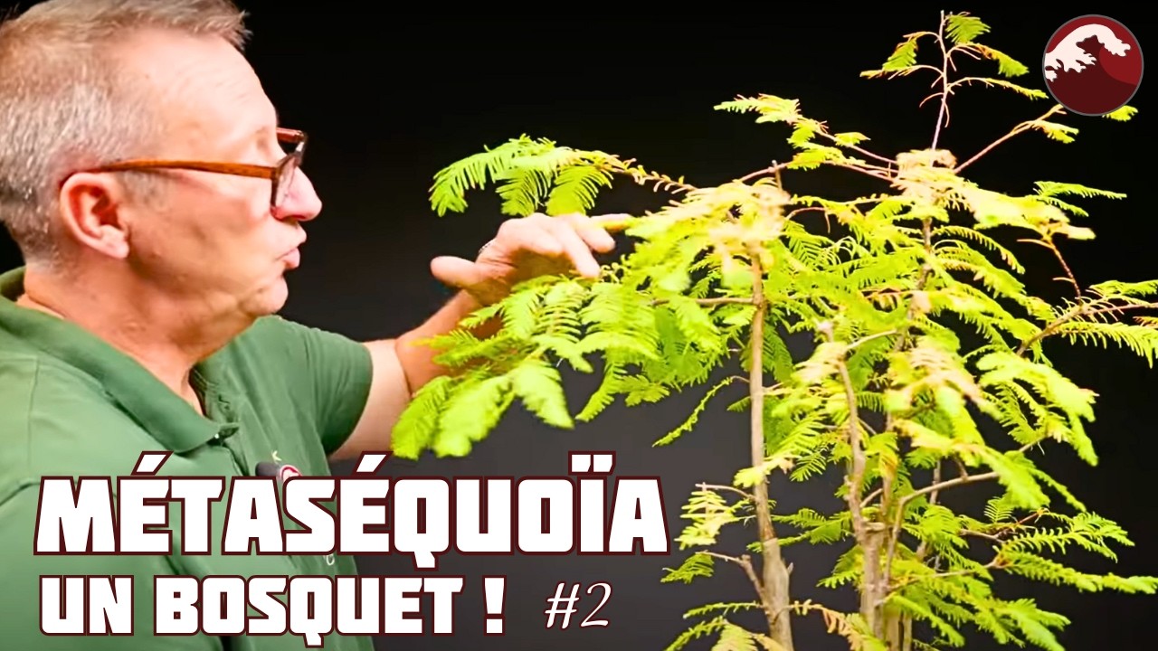 Métasequoia BONSAI - Formation d'un BOSQUET - épisode 2 🌱 NEJIKAN BONSAI 🌱