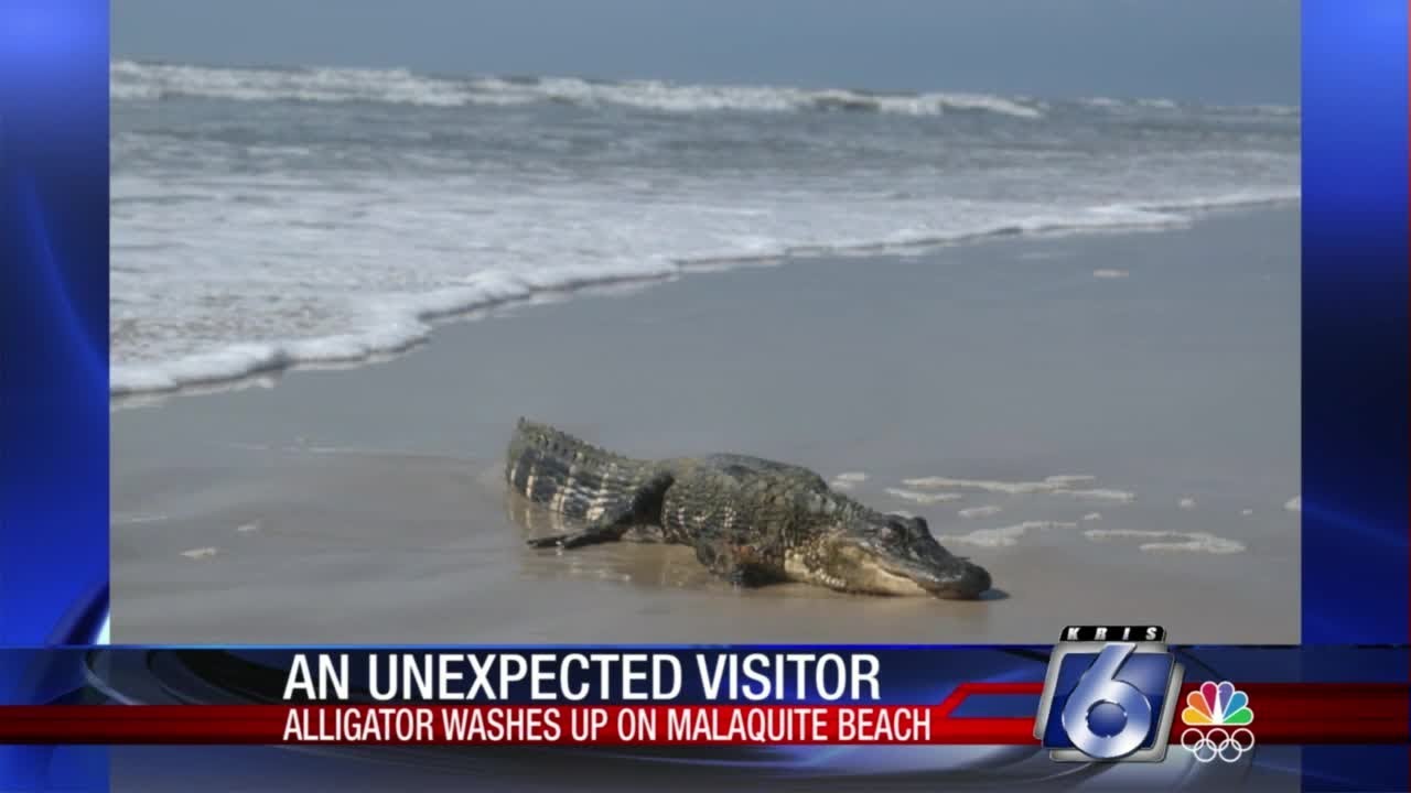 Update on Malaquite Beach alligator condition