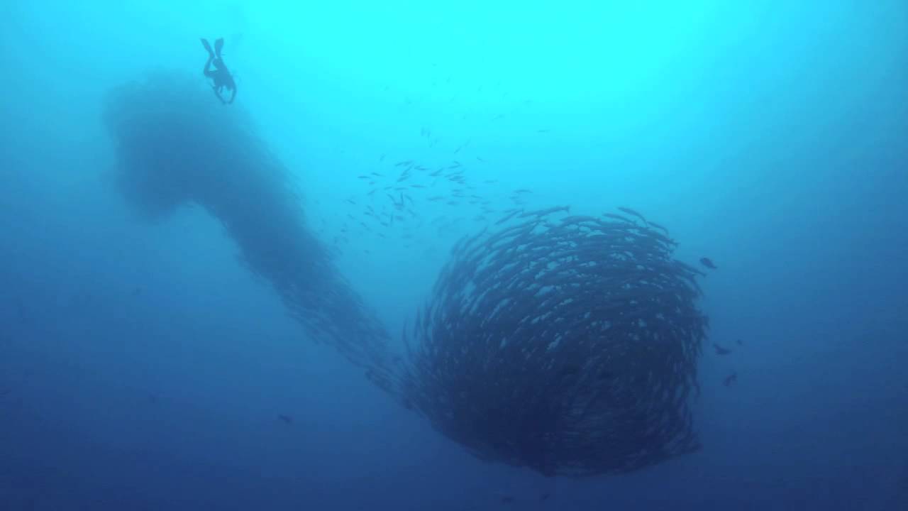 HALMAHERA