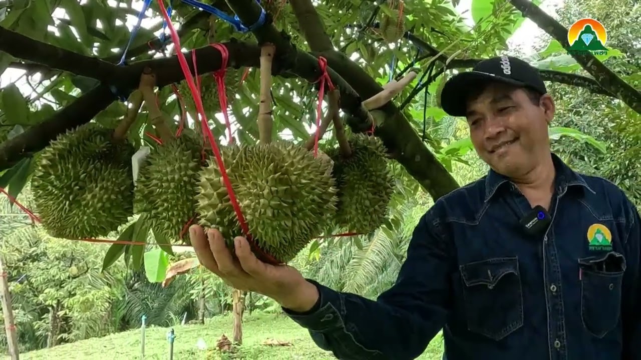 ใส่ปุ๋ยยังไงให้ทุเรียนลูกใหญ่ น้ำหนักดี พูแน่น! โดยคุณก่อพงษ์ จิตพรหม