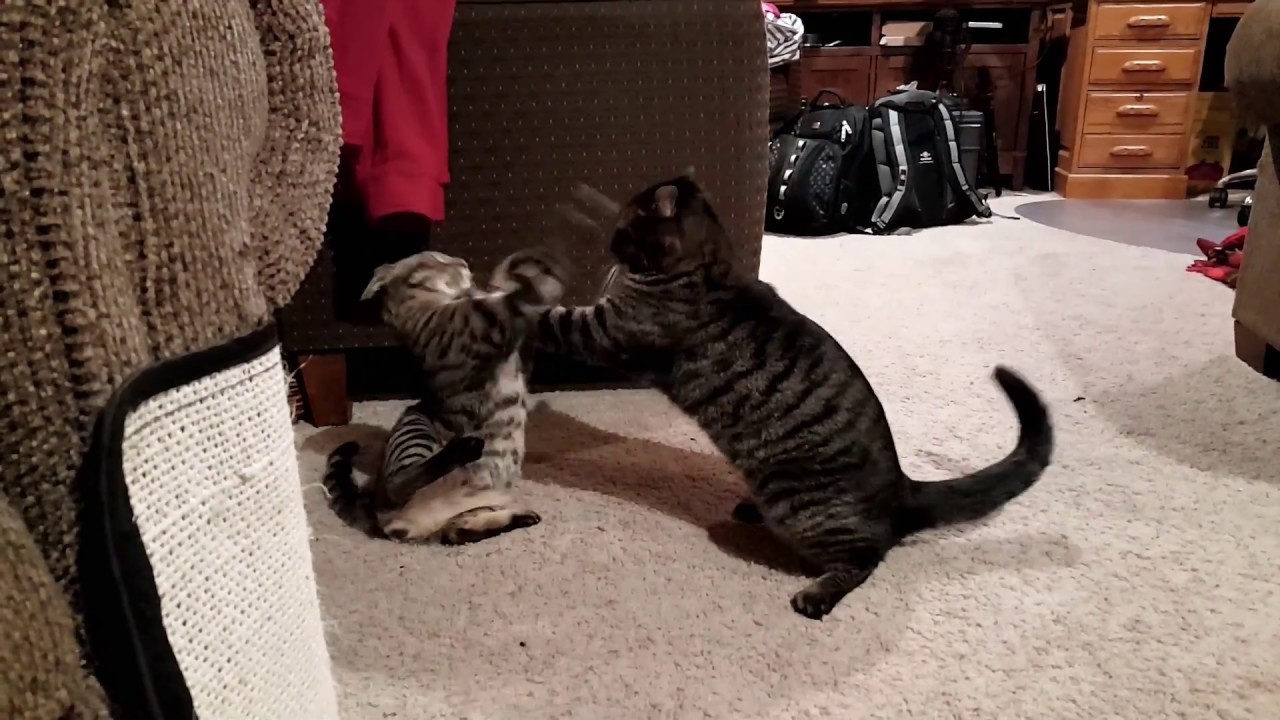 Kitten and Cat Playing Together and Wrestling | Kitty Gets Time Out for Playing too Rough