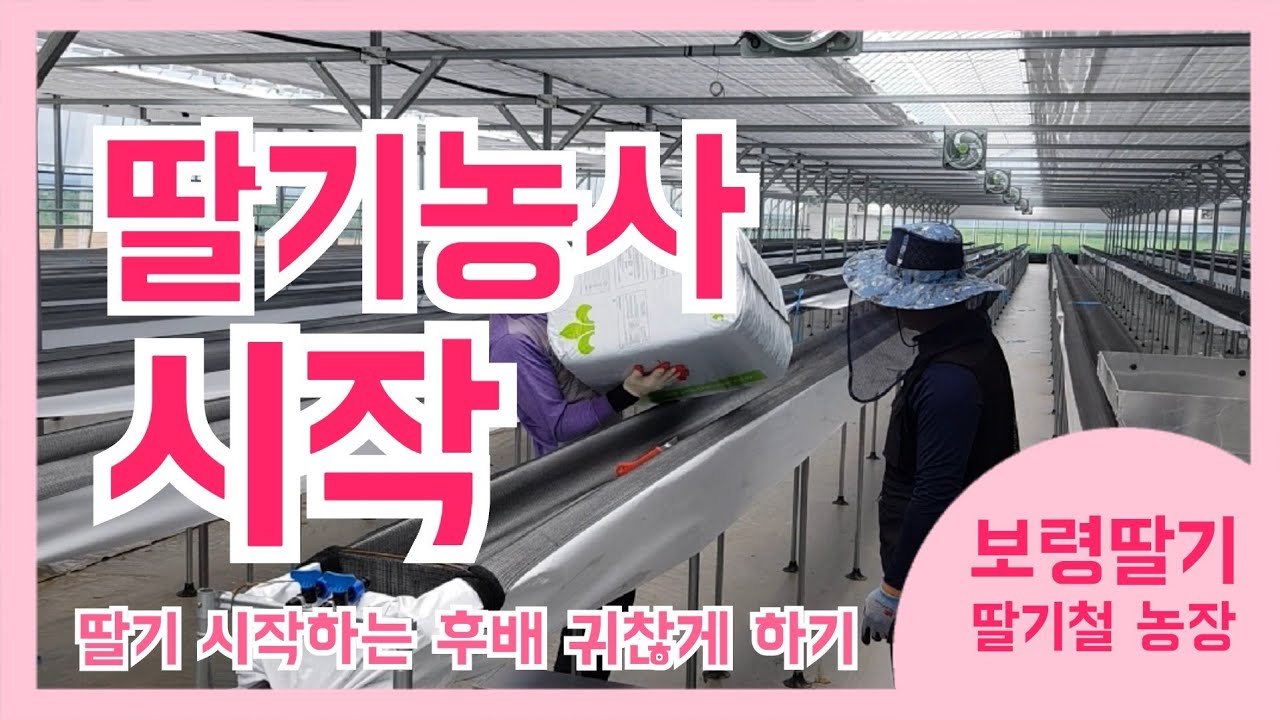 딸기농사 시작! 새롭게 출발하는 후배 딸기스마트팜농장 방문! 하우스 신축 비용은?(feat.보령딸기철)