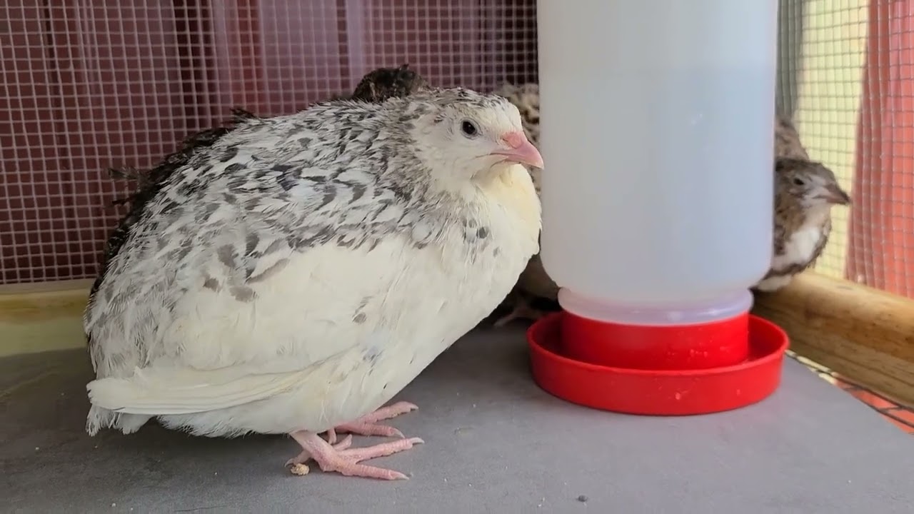 The Arrival of My Quail from Myshire Farm