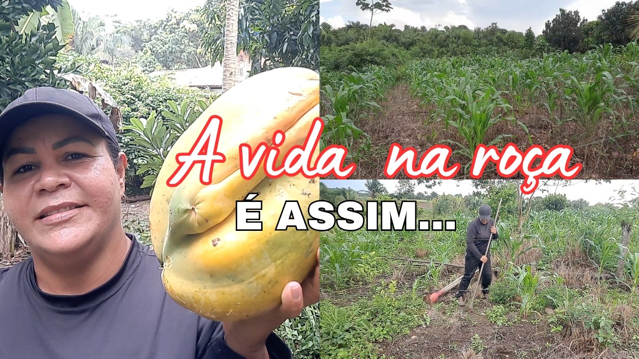 NOSSA ROCINHA DE MILHO + PLANTEI VÁRIAS MUDAS DE FRUTAS @vidanarocacomacris 