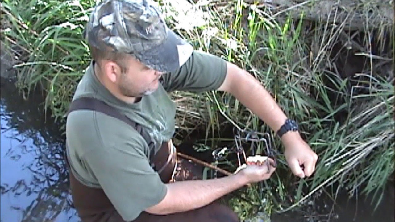 Trapping - Blind set with a 120 conibear