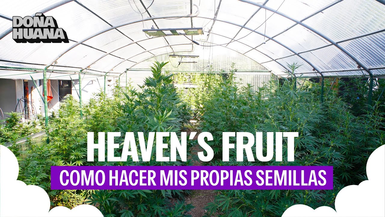 &iquest;C&Oacute;MO HACER MIS PROPIAS GENETICAS? / INICIOS EN EL BREEDING / MAURI - HEAVEN&acute;S FRUIT SEEDS