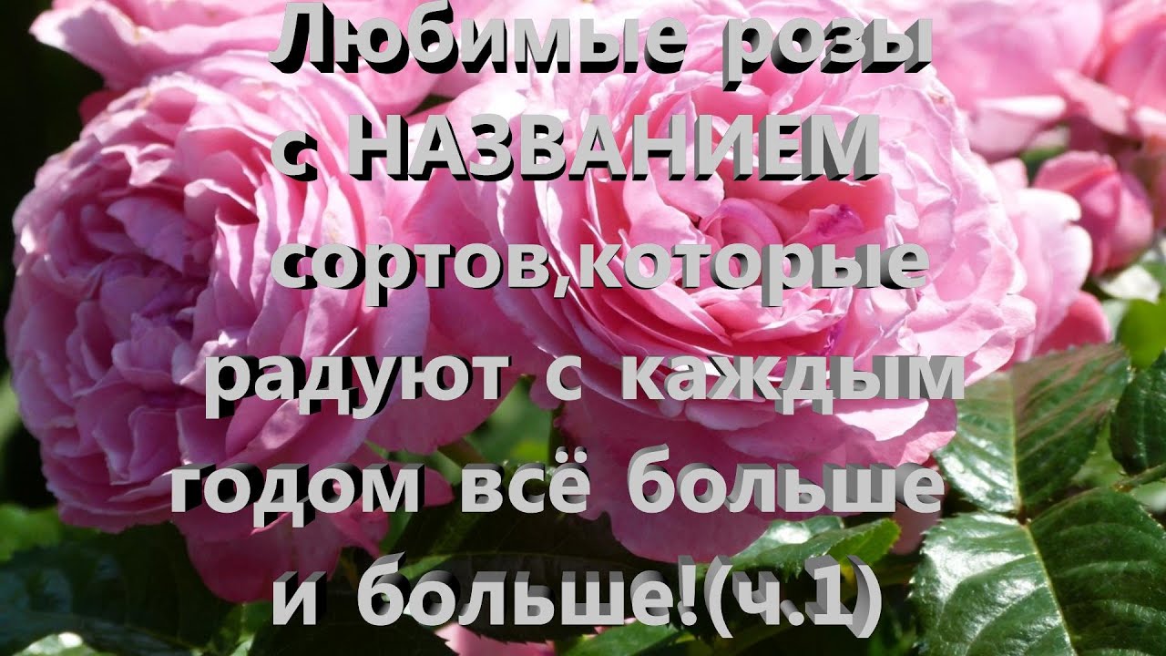Любимые розы с НАЗВАНИЕМ  сортов,которые радуют с каждым годом все больше и больше! Нижний новгород.