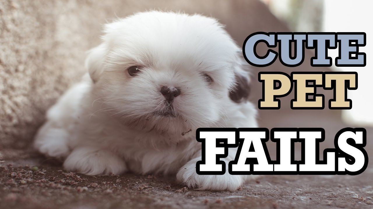 CUTE PET FAILS JANUARY 2017 - A mini compilation