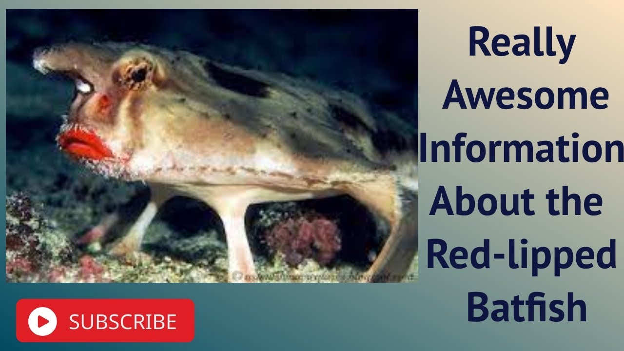 Really Awesome Information About the Red lipped Batfish