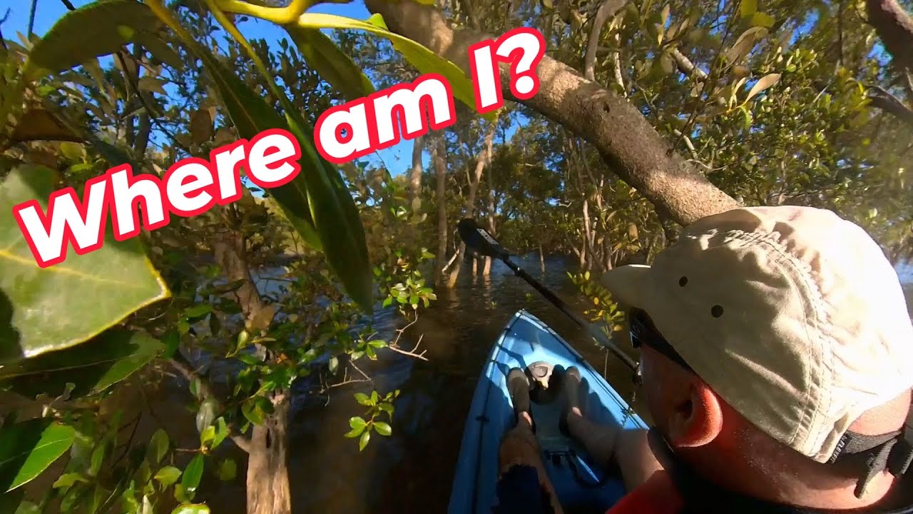 24kms in my Kayak lost in the Mangroves?, Crabs, Pelicans, Turtles, Hunter River