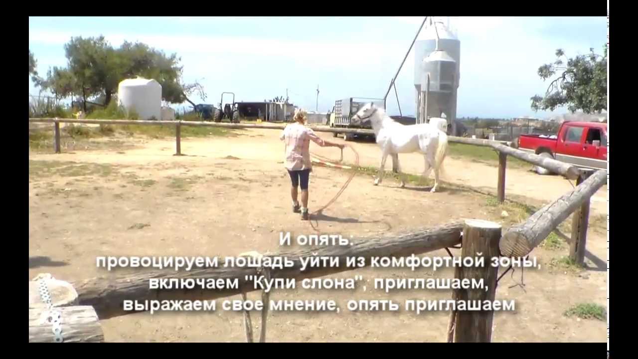 Диалог с жеребцом