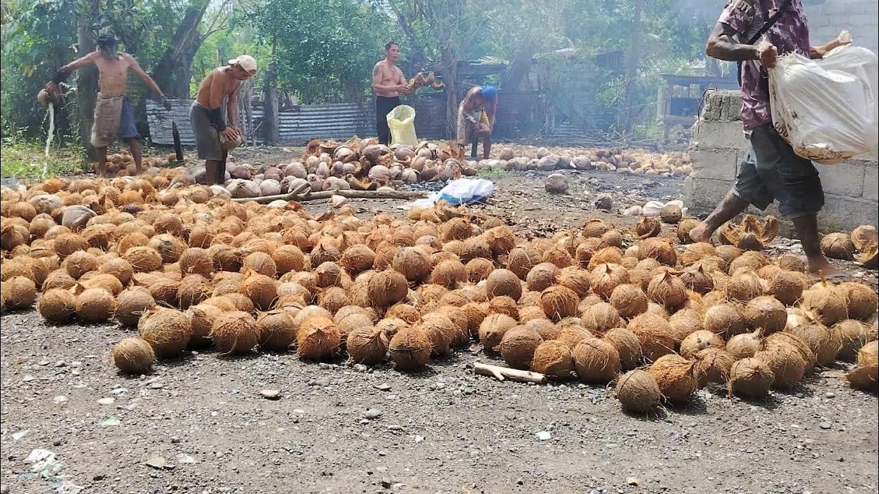 PROVINCE LIFE MAG BUNOT NG NIYOG (COCONUT HUSK) #provincelife