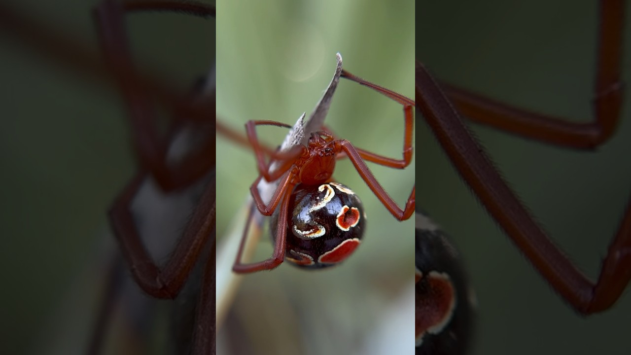 There&rsquo;s A RED WIDOW?! #spider #wildlife