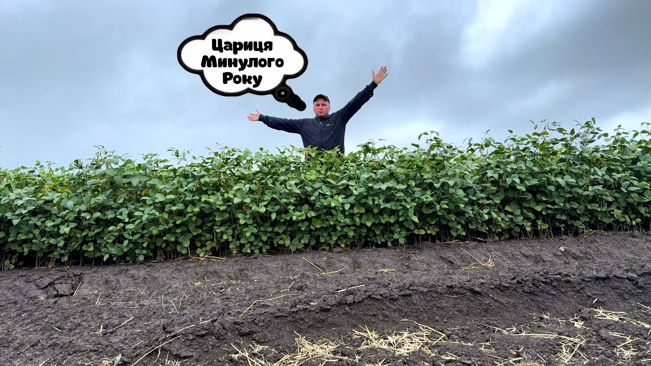 Соя❗️одну збирать через неділю,а друга цвіте😂🤷‍♂️соя рубі,мустанг,Аполло,Оттава,Краун.яка ж краще?