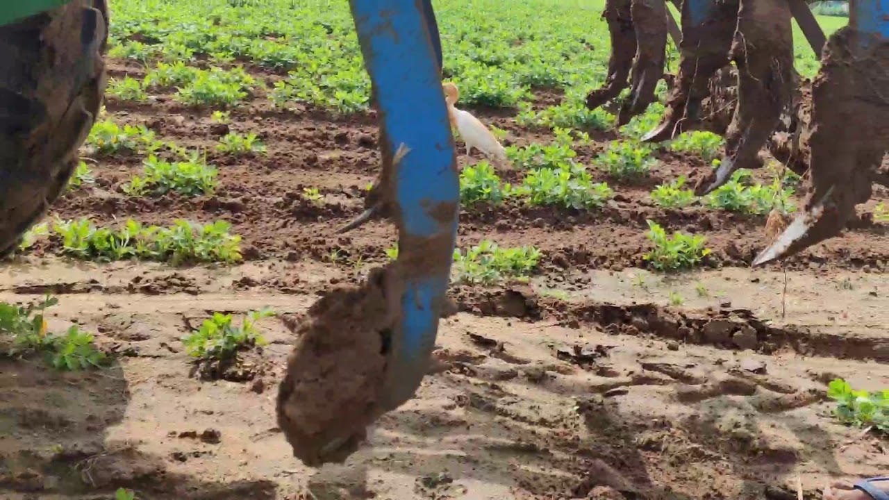 Cultivator for groundnut crop