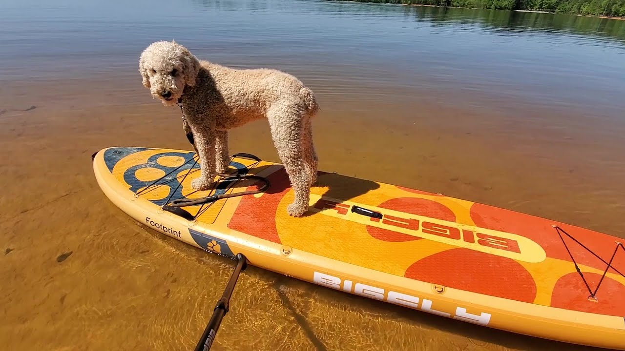 Is this the most DOG FRIENDLY iSUP? Extra large inflatable paddle board!