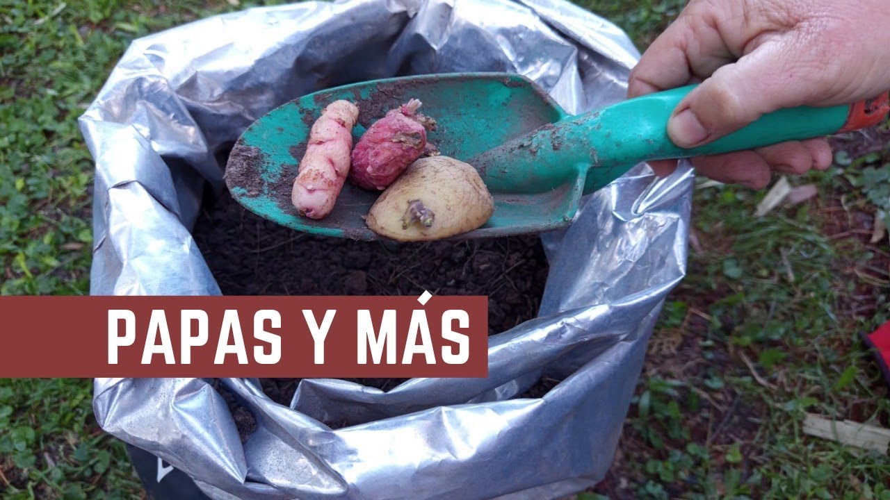 Cultivo PAPAS - Como Sembrar y Cosechar PAPAS en BOLSA - Todos los Secretos de las papas 