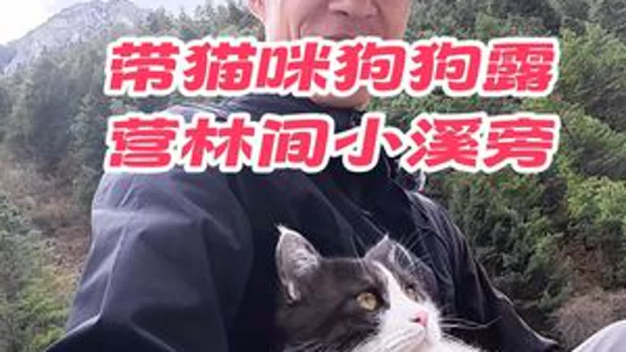 带猫咪狗狗露营林间小溪旁 猫咪像狗狗一样听话户外散养遛猫自由自在愉快玩耍跟着主人走，毛孩子们开心极了。#带着宠物去旅行 #户外遛猫 #听话的猫 #毛孩子旅行团 #猫狗双全
