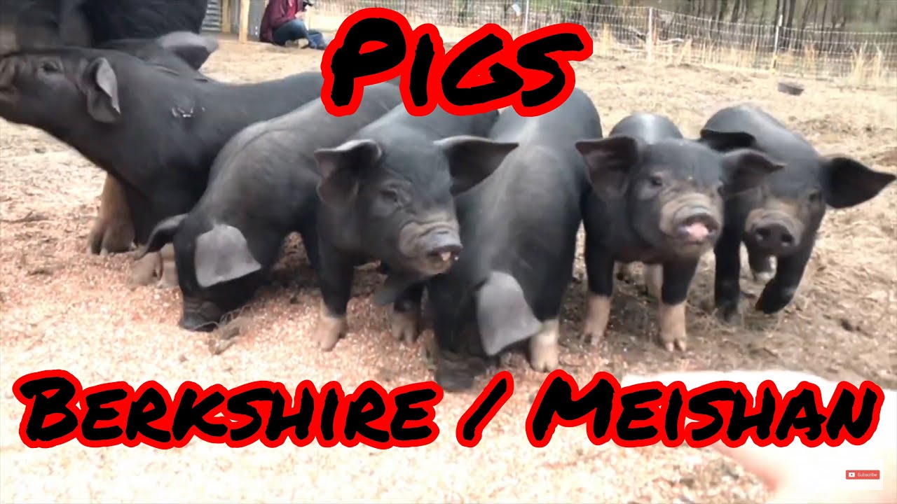 Berkshire / Meishan cross pigs, from B & B Farm
