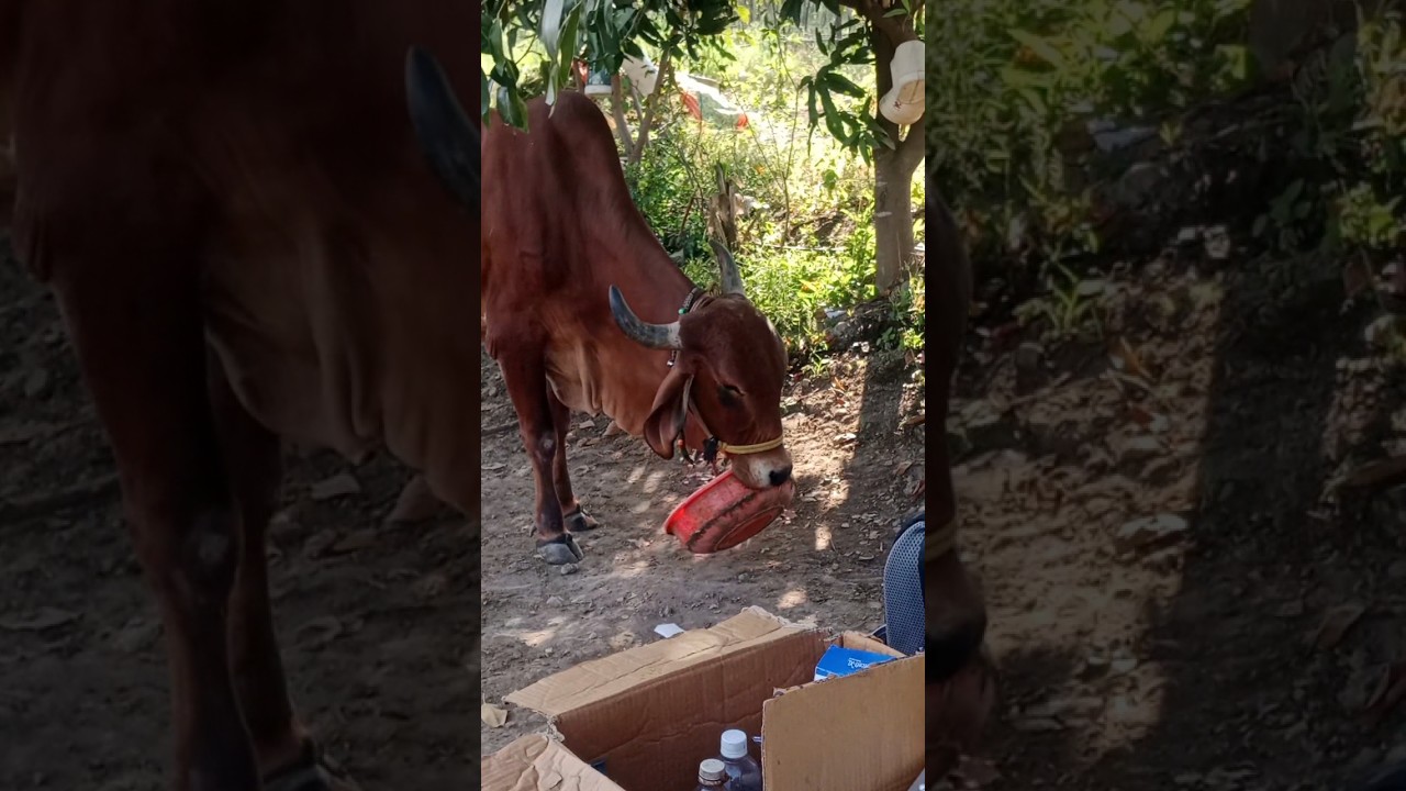 Phosphorus deficiency in cow 😄 #veterinary #cow #dairyfarm #animals