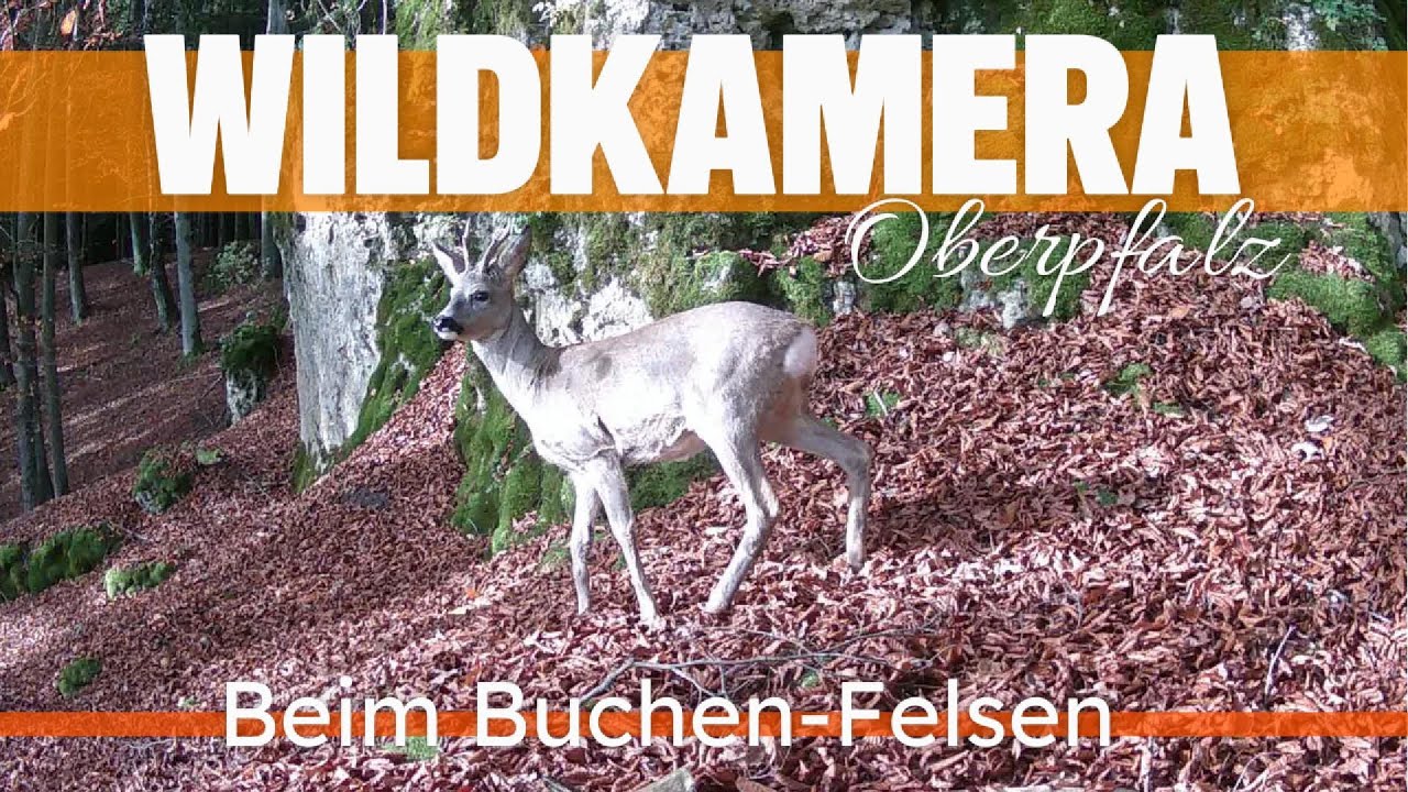Beim Buchen Felsen #wildkamera #trailcamfootage #wald