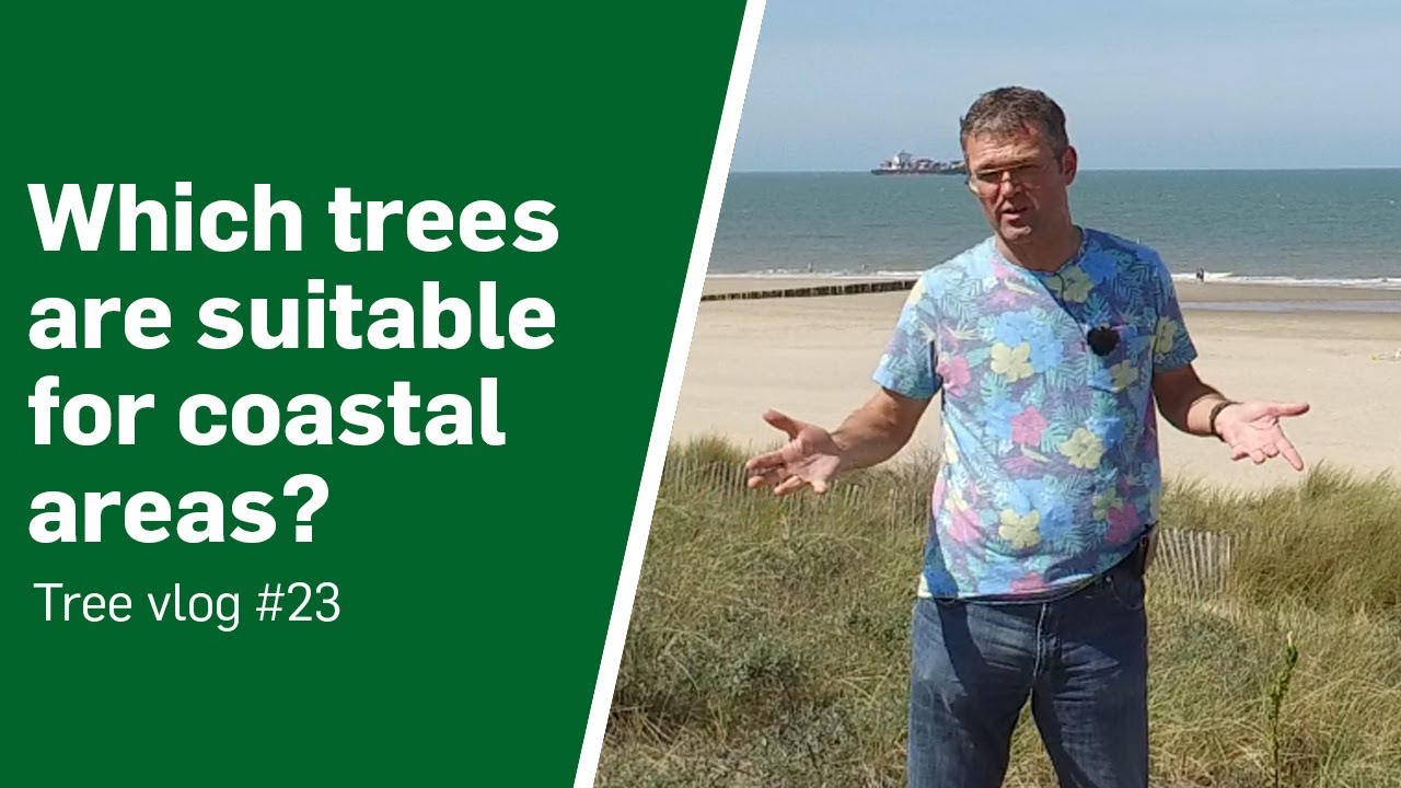Trees for coastal areas - Tree vlog #23