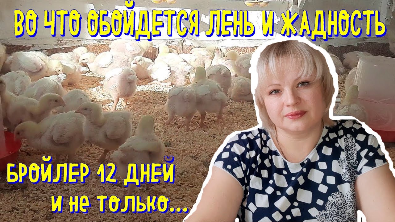 ПРОФИЛАКТИКА КОКЦИДИОЗА|АМПРОЛИУМ|СОХРАНИТЬ МОЛОДНЯК