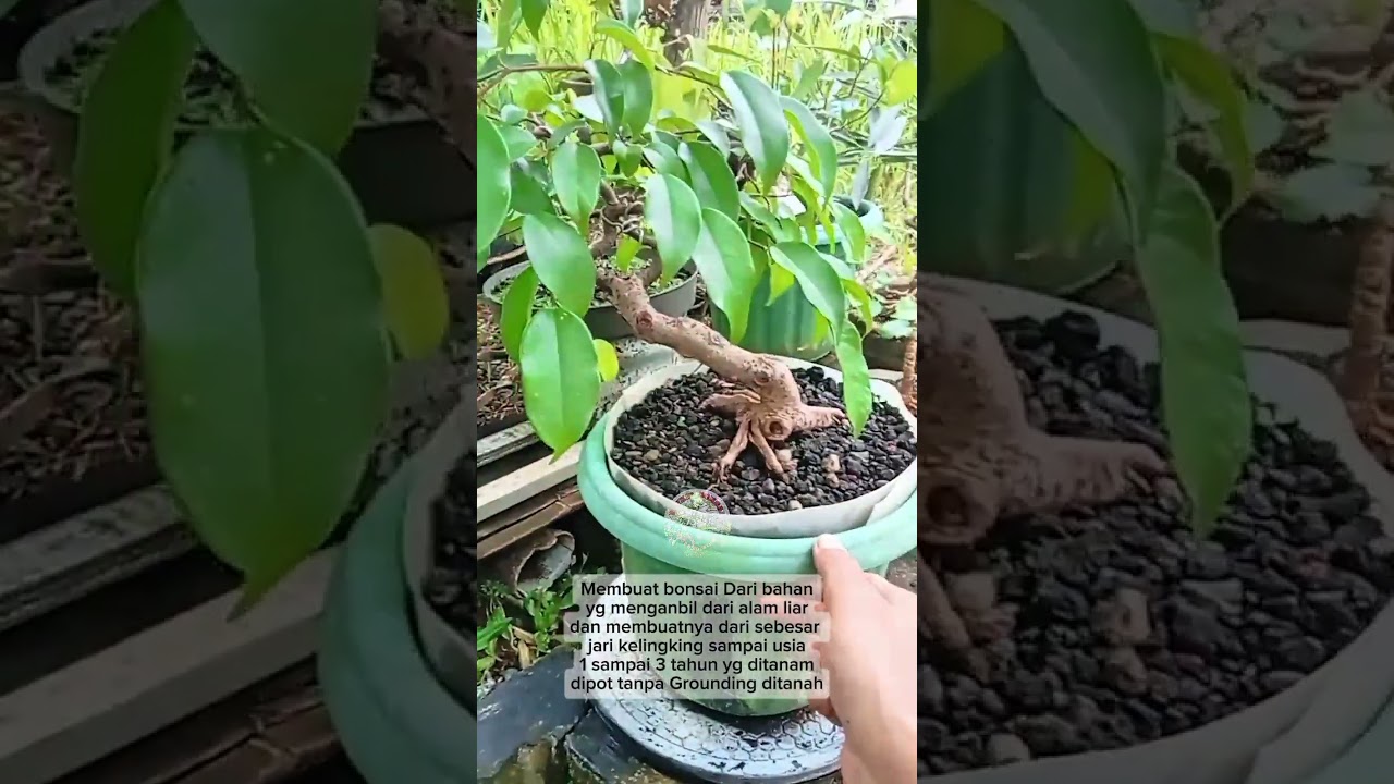 Belajar Bonsai Dari Awal Tanpa GROUNDING DI TANAH