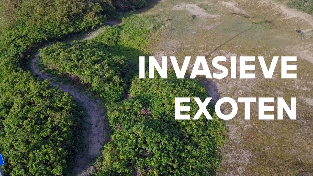 Invasieve exotische plantensoorten aan de kust | Natuur en Bos
