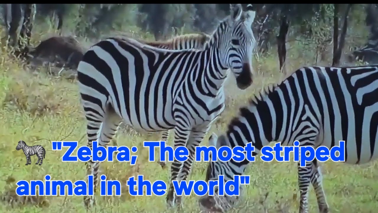 Zebra Why is his body striped? 🦓😲