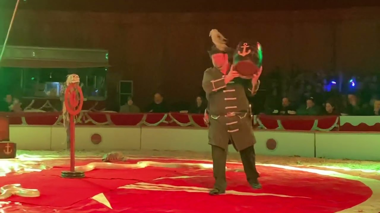 Hüllő show