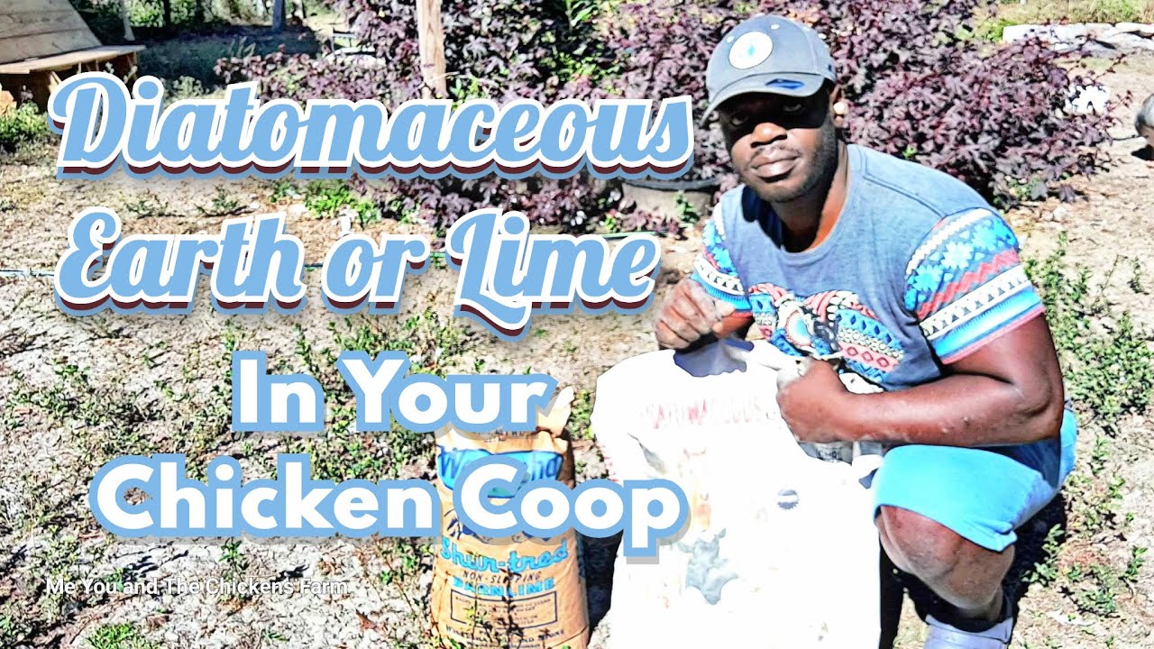 Diatomaceous Earth or Lime in Your Chicken Coop