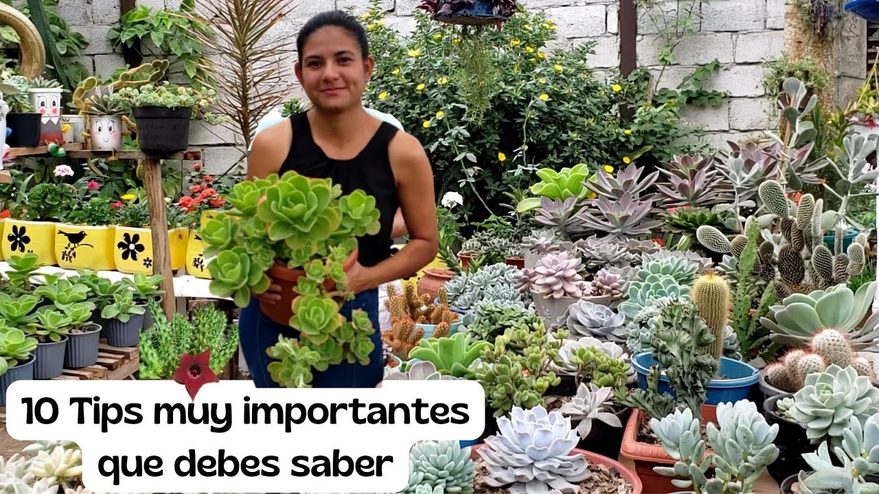 Los 10 MEJORES tips para tener suculentas Sanas, fuertes y grandes