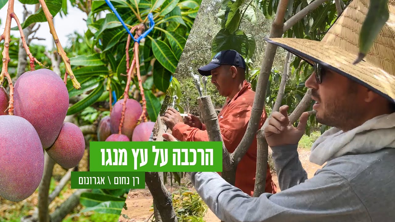 הרכבת מנגו