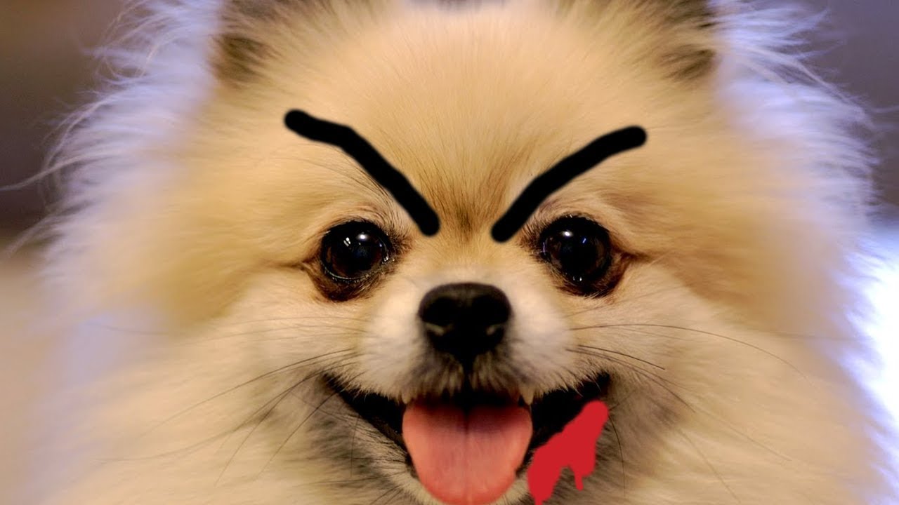 It's a Dog-Eat-Dog World