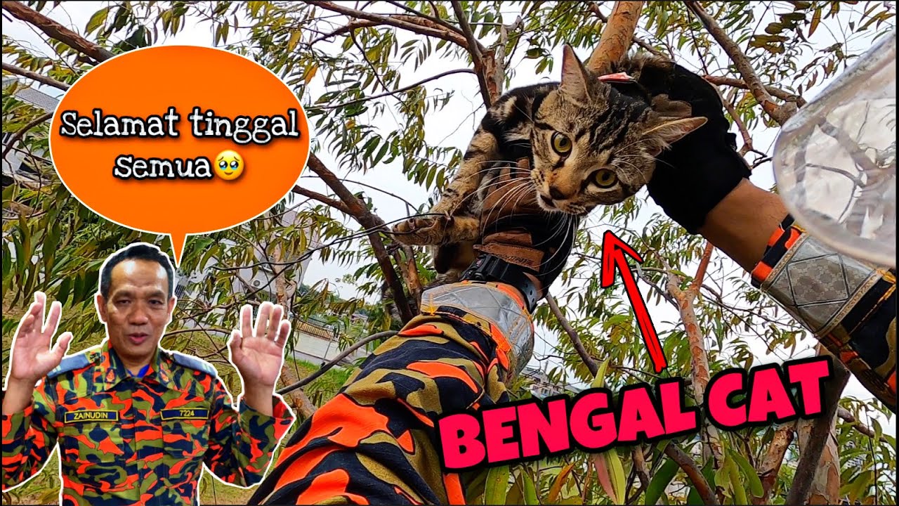 OPERASI TERAKHIR BERSAMA EN DIN - KHIDMAT KHAS KUCING - ( BENGAL ) CELORENG BOMBA