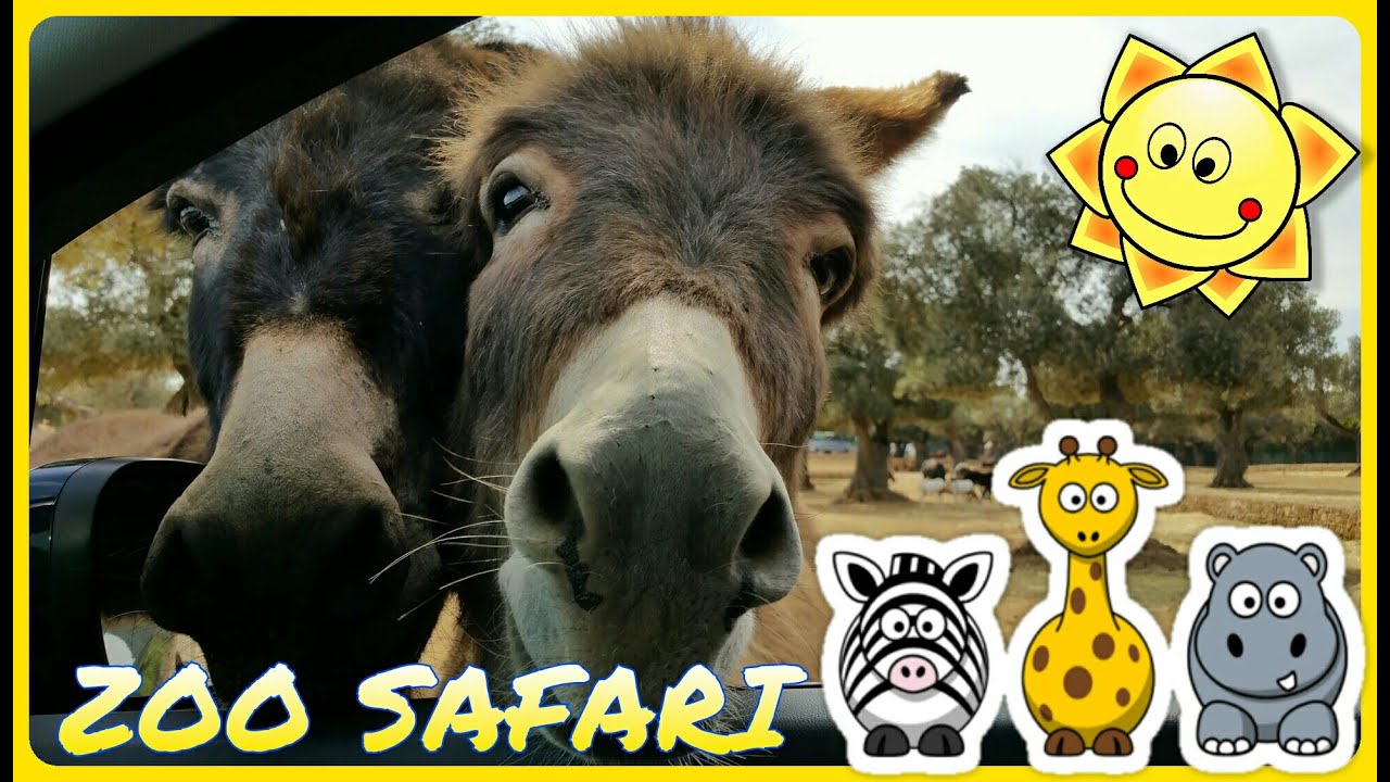 ZOO SAFARI di Fasano in Puglia - faccia a faccia con gli animali dentro l'auto
