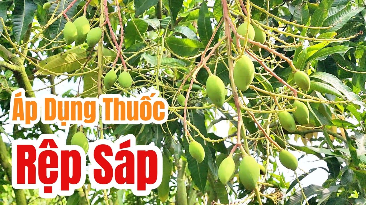 Áp dụng thuốc quản lý RỆP SÁP xoài cát |Gốc Cù Lao| #0986289491 #gocculao 